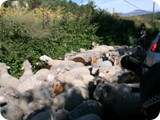 Hier sind es die Schafe, in der Schweiz die Kühe ;-)